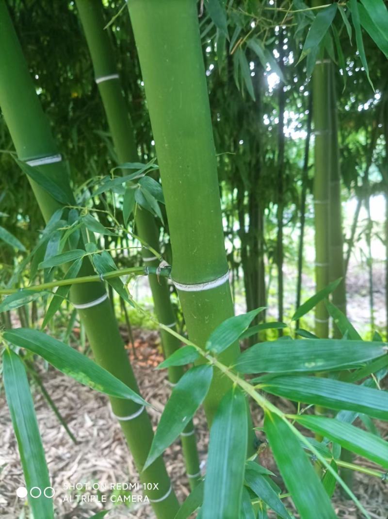 金镶玉竹银环竹紫竹黄金竹/翠竹早园竹基地直发庭院系列量大