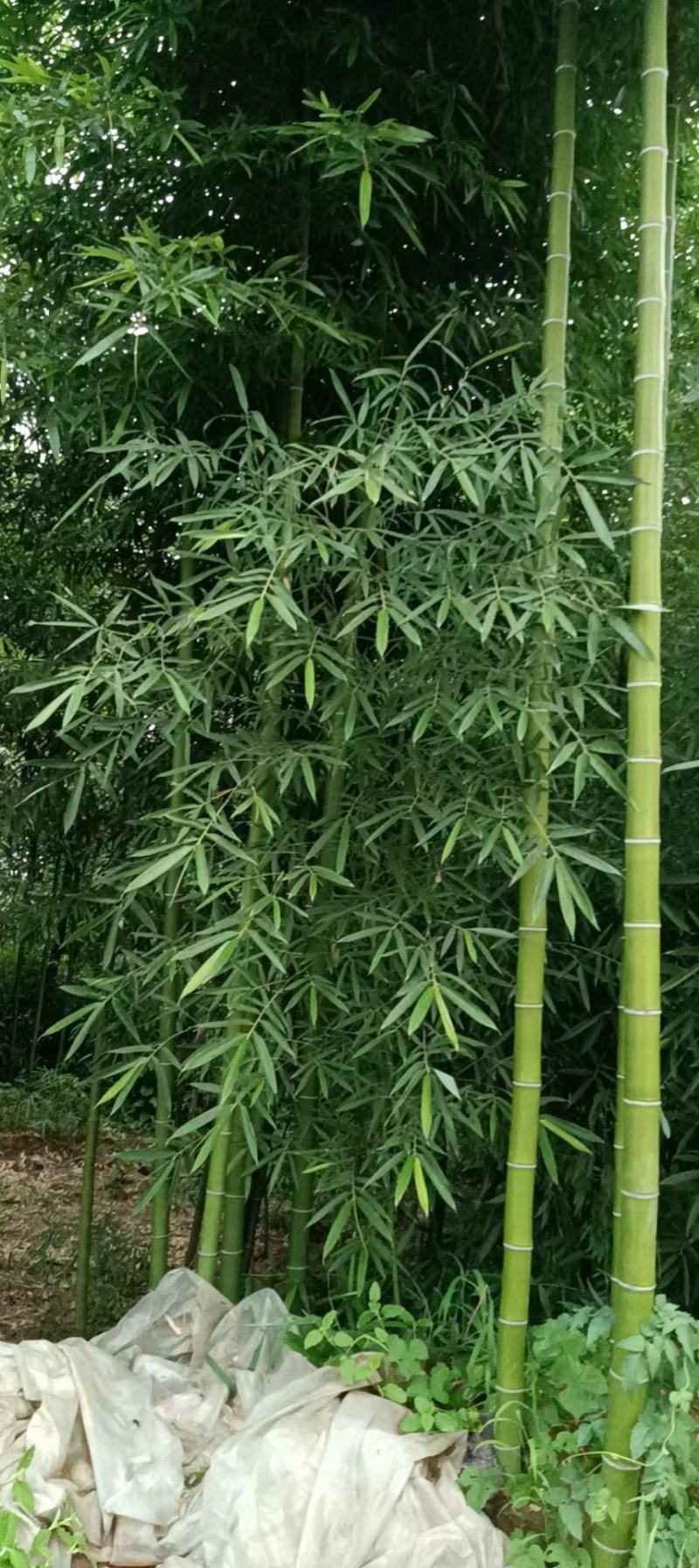 金镶玉竹银环竹紫竹黄金竹/翠竹早园竹基地直发庭院系列量大
