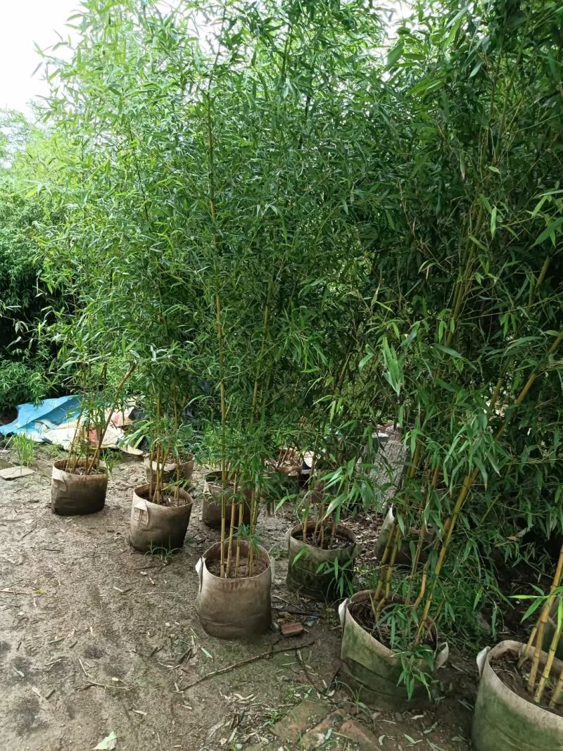 金镶玉竹银环竹紫竹黄金竹/翠竹早园竹基地直发庭院系列量大