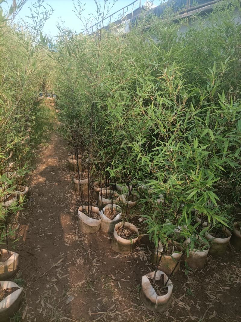 金镶玉竹银环竹紫竹黄金竹/翠竹早园竹基地直发庭院系列量大