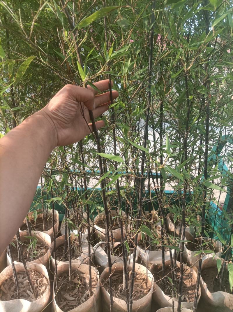 金镶玉竹银环竹紫竹黄金竹/翠竹早园竹基地直发庭院系列量大