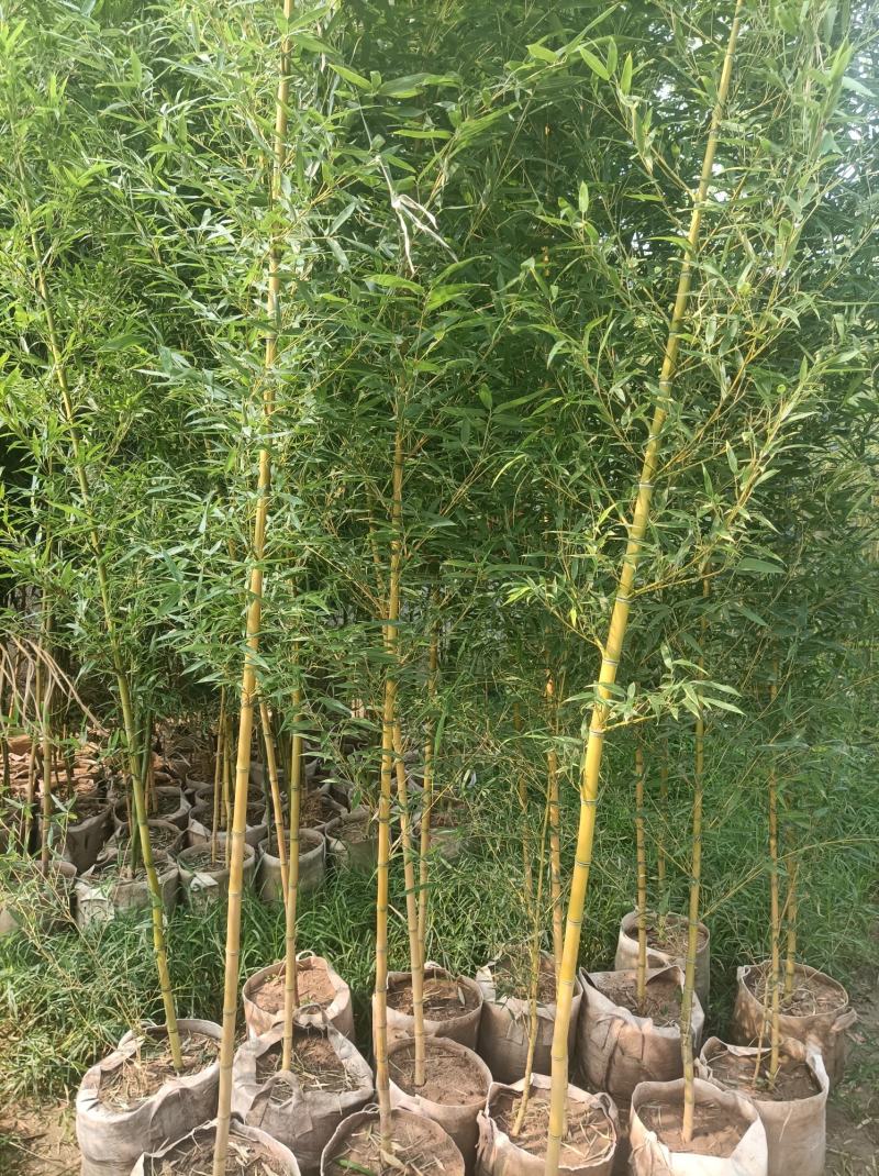 金镶玉竹银环竹紫竹黄金竹/翠竹早园竹基地直发庭院系列量大