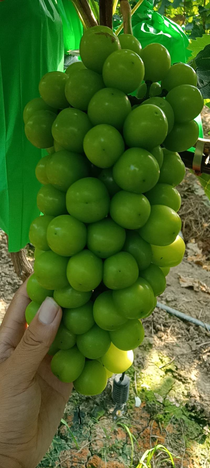 阳光玫瑰葡萄