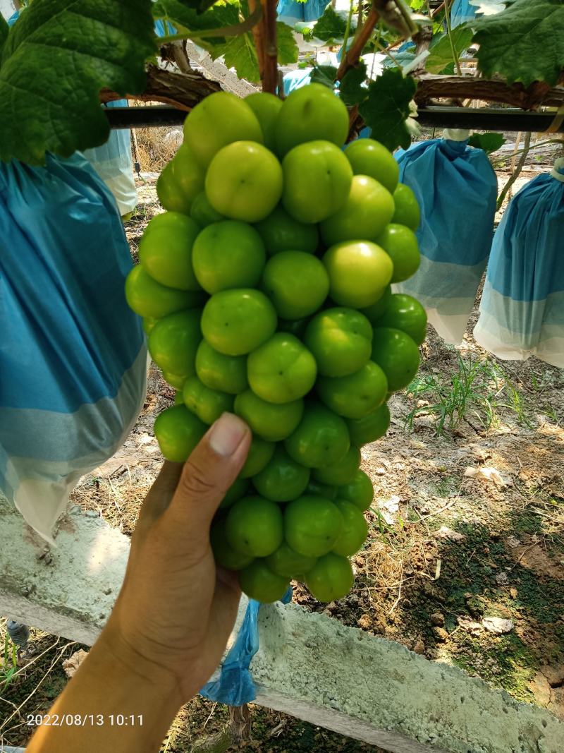 阳光玫瑰葡萄