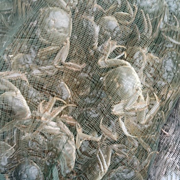 河蟹批发，大小都有，黄满膏肥，价格便宜，