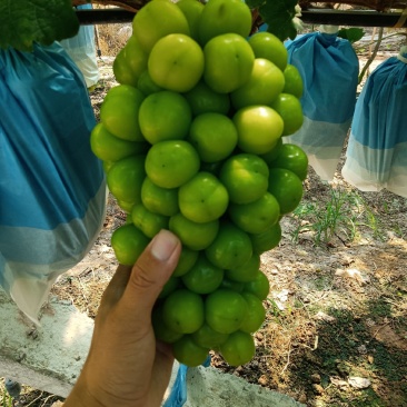 阳光玫瑰葡萄