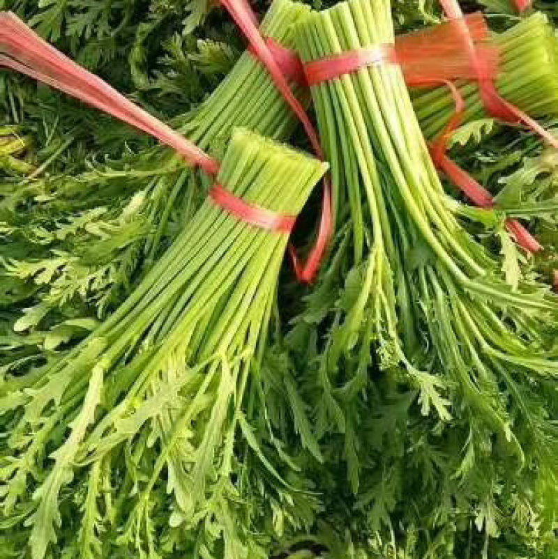 精品茼蒿产地直发一手货源量大价优欢迎致电咨询
