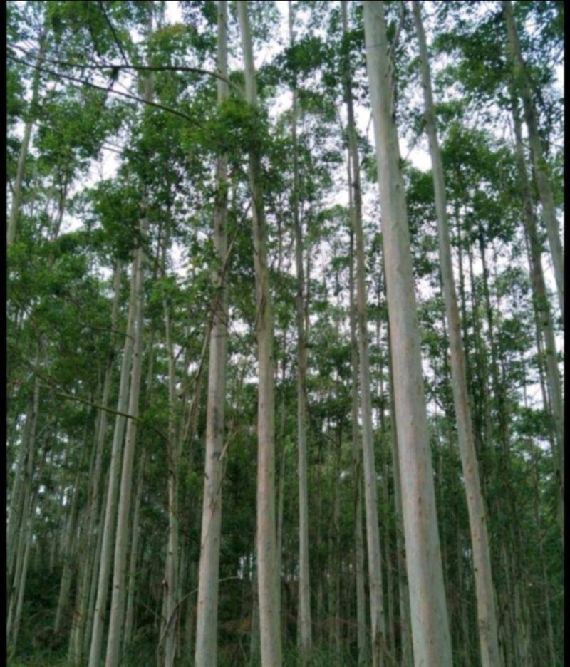巨桉