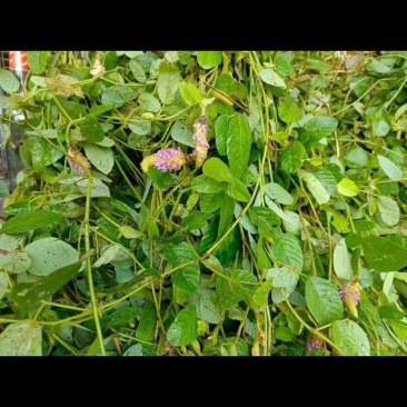 广西野生狸尾草，降！降！降价了！便宜卖！量大可以优惠！