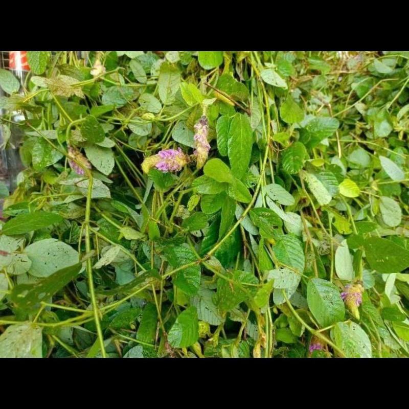 广西野生狸尾草，降！降！降价了！便宜卖！量大可以优惠！