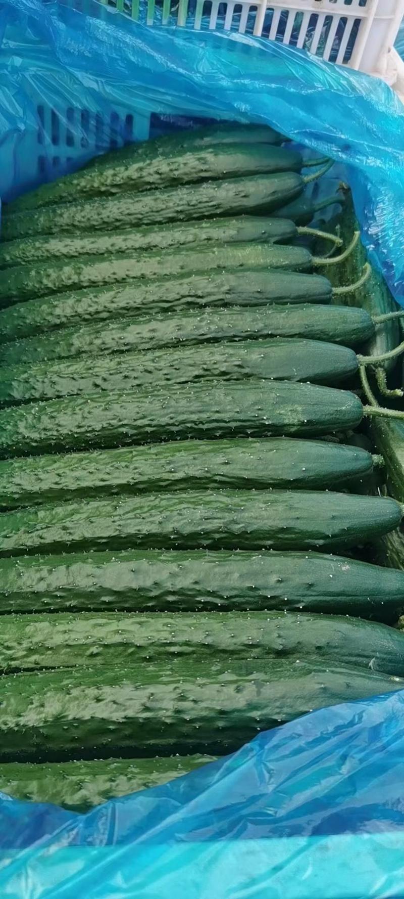 黄瓜聊城莘县精品黄瓜鲜花带刺质量保证可对接商超