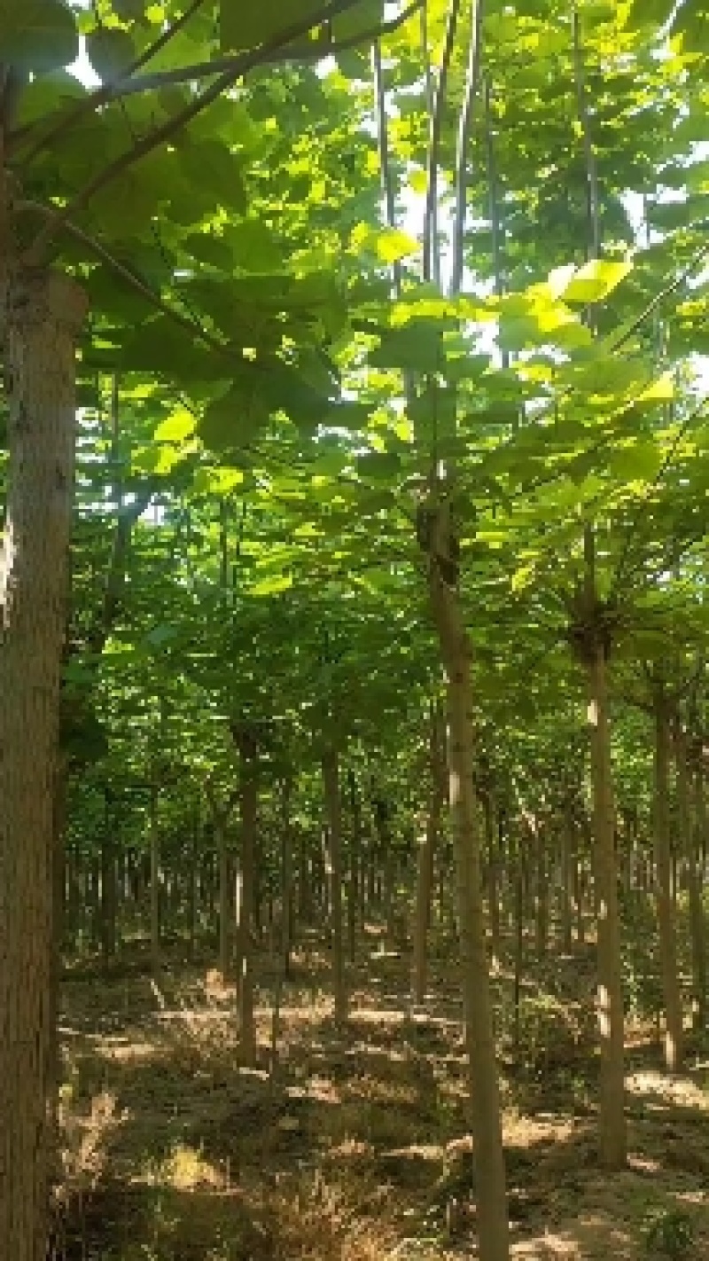 梓树，精品梓树10公分，12公分梓树，梓树基地自产自销！
