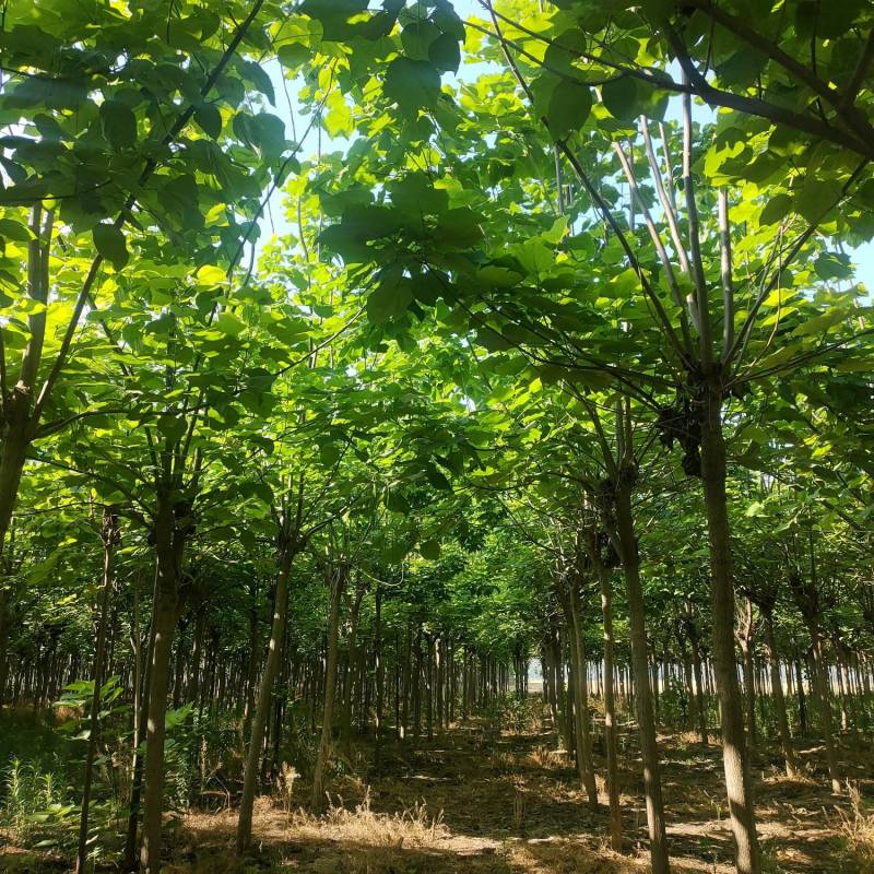 梓树，精品梓树10公分，12公分梓树，梓树基地自产自销！