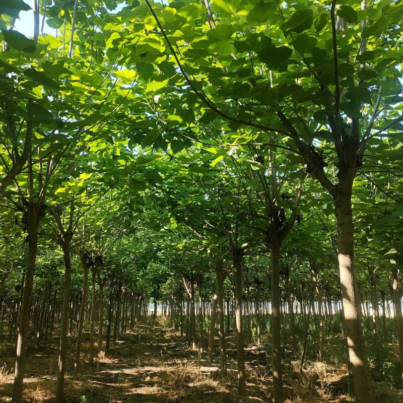 梓树，精品梓树10公分，12公分梓树，梓树基地自产自销！