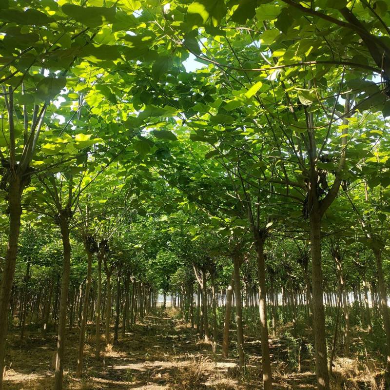 梓树，精品梓树10公分，12公分梓树，梓树基地自产自销！