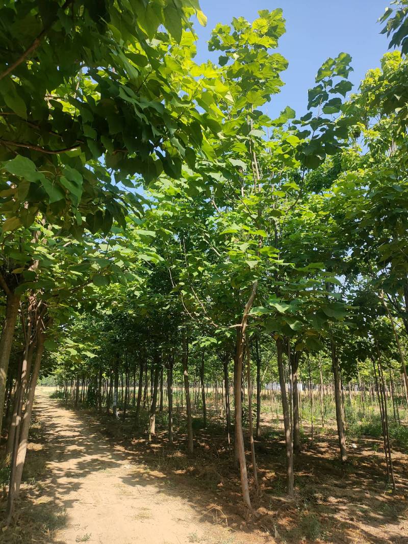 梓树，精品梓树10公分，12公分梓树，梓树基地自产自销！