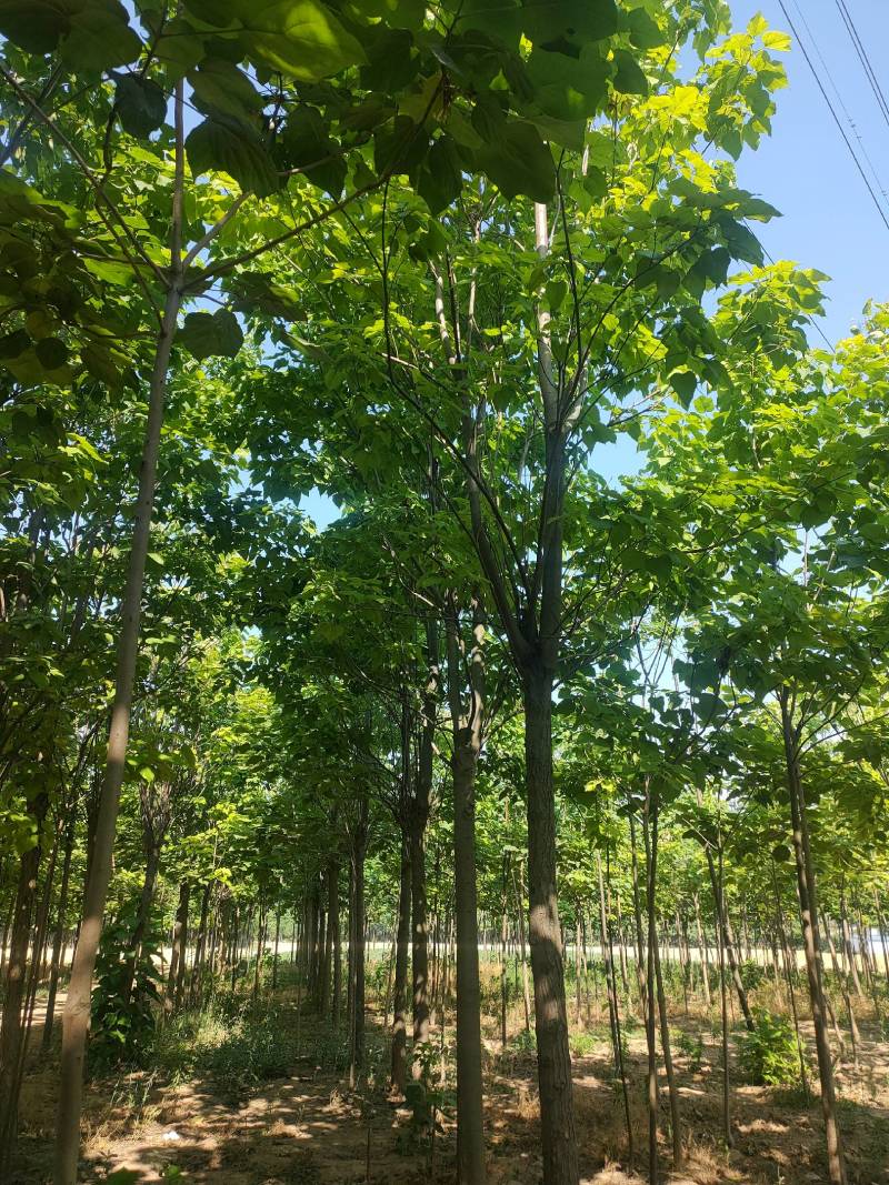 梓树，精品梓树10公分，12公分梓树，梓树基地自产自销！
