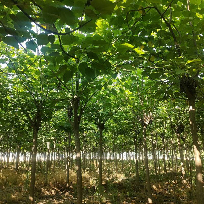 梓树，精品梓树10公分，12公分梓树，梓树基地自产自销！