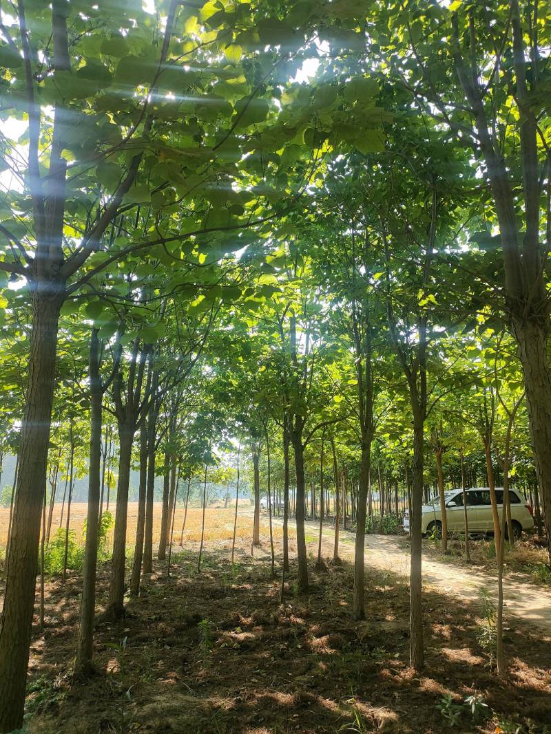 梓树，精品梓树10公分，12公分梓树，梓树基地自产自销！