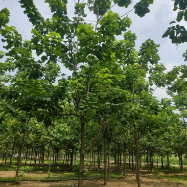梓树，精品梓树10公分，12公分梓树，梓树基地自产自销！