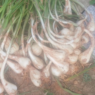 江西荞头
