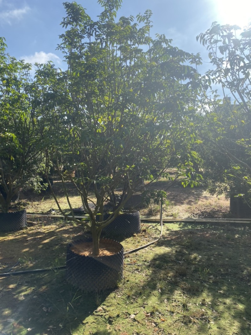 黄皮树，各种规格齐全，大量现货供应，欢迎联系