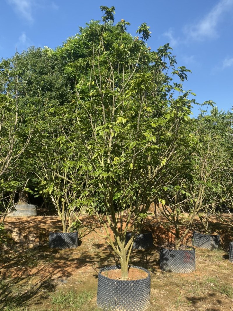 黄皮树，各种规格齐全，大量现货供应，欢迎联系