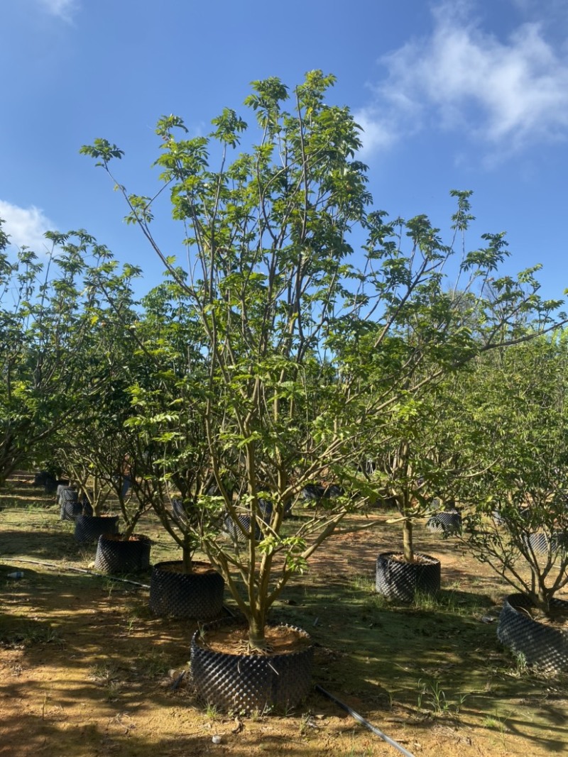 黄皮树，各种规格齐全，大量现货供应，欢迎联系