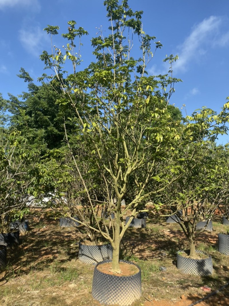 黄皮树，各种规格齐全，大量现货供应，欢迎联系