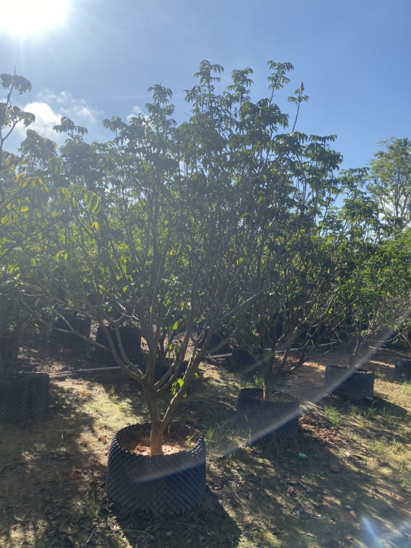 黄皮树，各种规格齐全，大量现货供应，欢迎联系