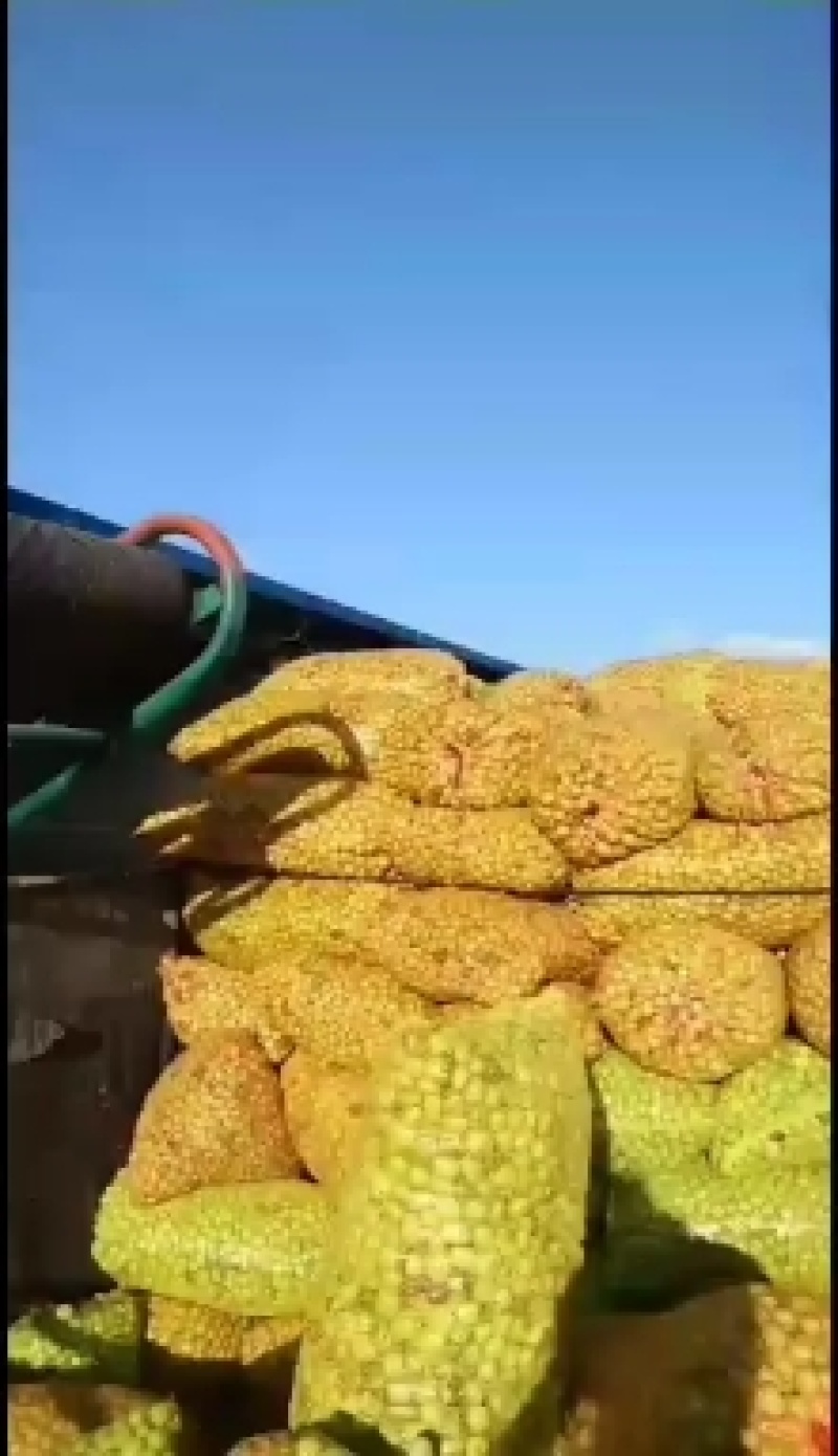 青枣