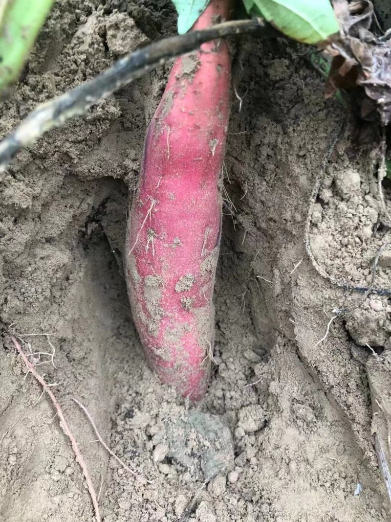 西瓜红大量有货，沙地货，支持电商，产地发货，