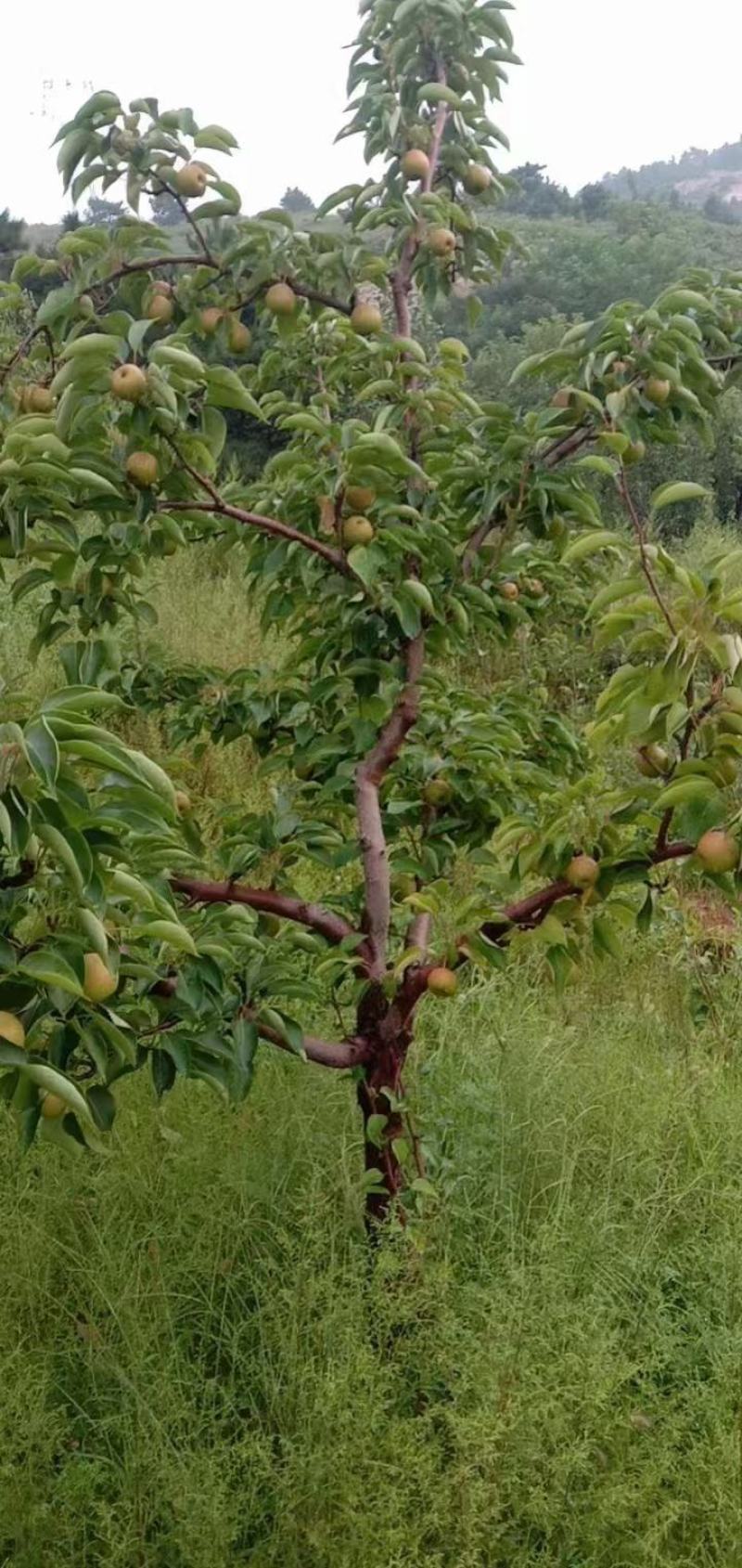 【牛商商家】辽宁南果梨，大量上市中，产地发货，欢迎选购