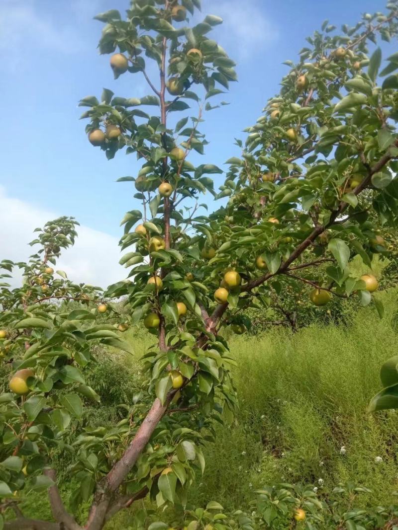 【牛商商家】辽宁南果梨，大量上市中，产地发货，欢迎选购