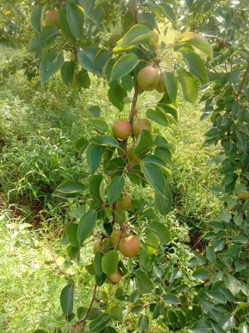 【牛商商家】辽宁南果梨，大量上市中，产地发货，欢迎选购