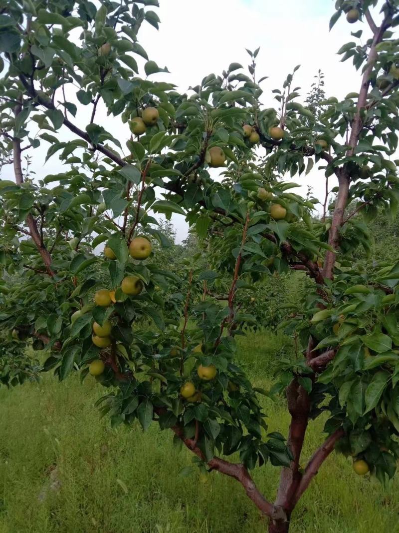 【牛商商家】辽宁南果梨，大量上市中，产地发货，欢迎选购