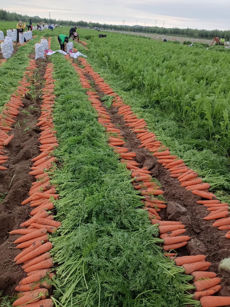 【种植基地】胡萝卜，精品三红胡萝卜，新品上市，产地直发