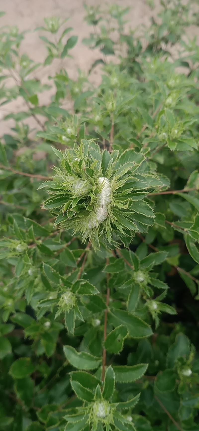 苍术苗承德隆化朱砂点北苍术一年，二年苗