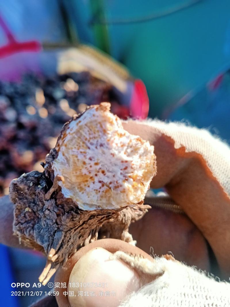 苍术苗承德隆化朱砂点北苍术一年，二年苗