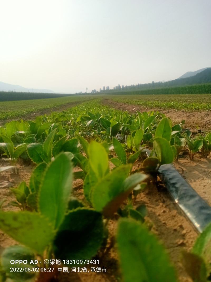 苍术苗承德隆化朱砂点北苍术一年，二年苗