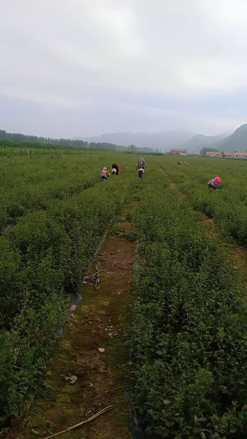 苍术苗承德隆化朱砂点北苍术一年，二年苗