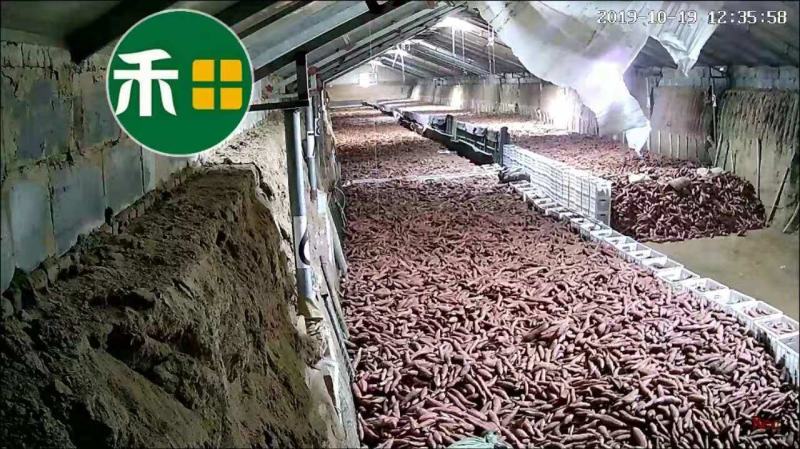 36两精品烟蜜薯50斤唐山产地山东红薯批发农产品流油地瓜