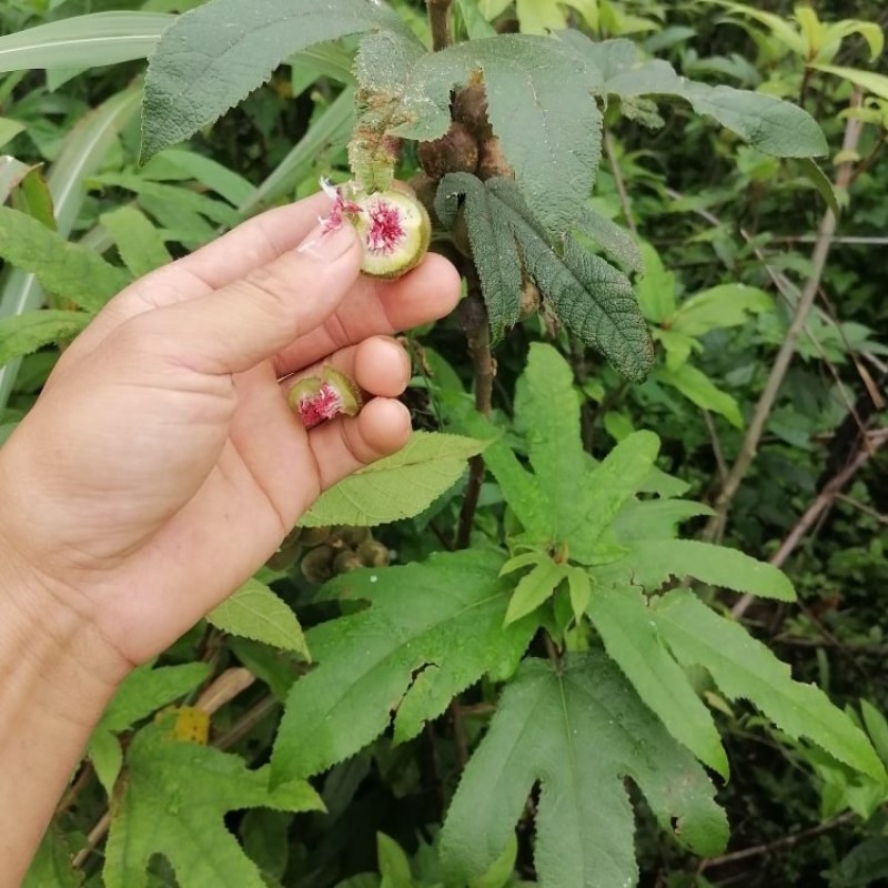 野生小叶五指毛桃匀可长期供应！干货鲜货匀可选择