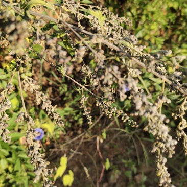 黄荊籽，
