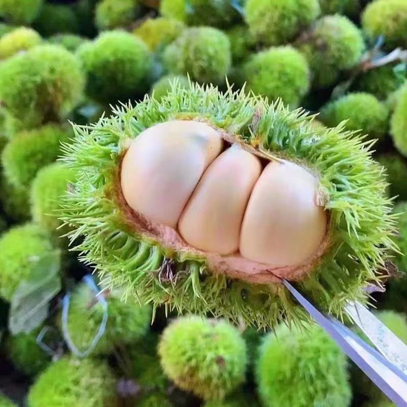 新鲜板栗刺球，大别山深山中的绿色食品，可生吃和熟吃，