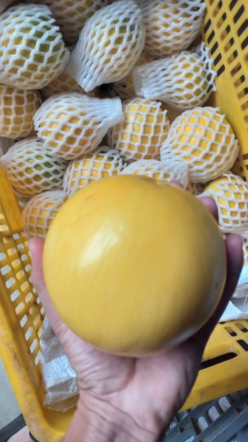 精品黄晶果，基地直发，果肉香甜，当前优良新品，皮薄，大果
