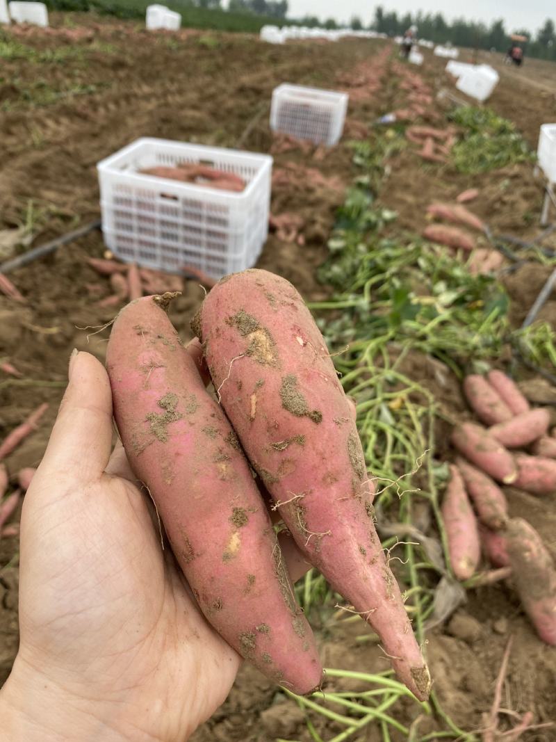 13两精品小蜜薯微商电商唐山产地红薯流油山东沙地烤地瓜