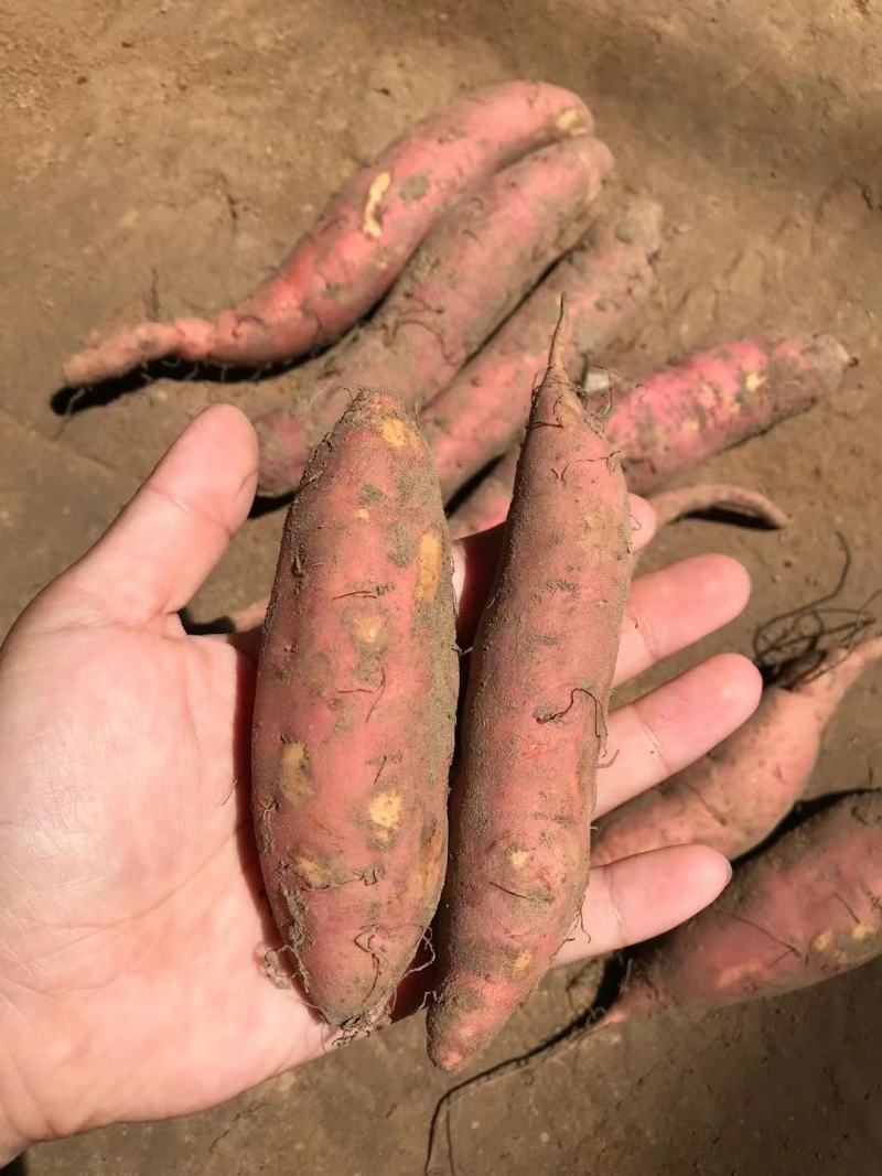 13两精品小蜜薯微商电商唐山产地红薯流油山东沙地烤地瓜