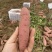 13两精品小蜜薯微商电商唐山产地红薯流油山东沙地烤地瓜