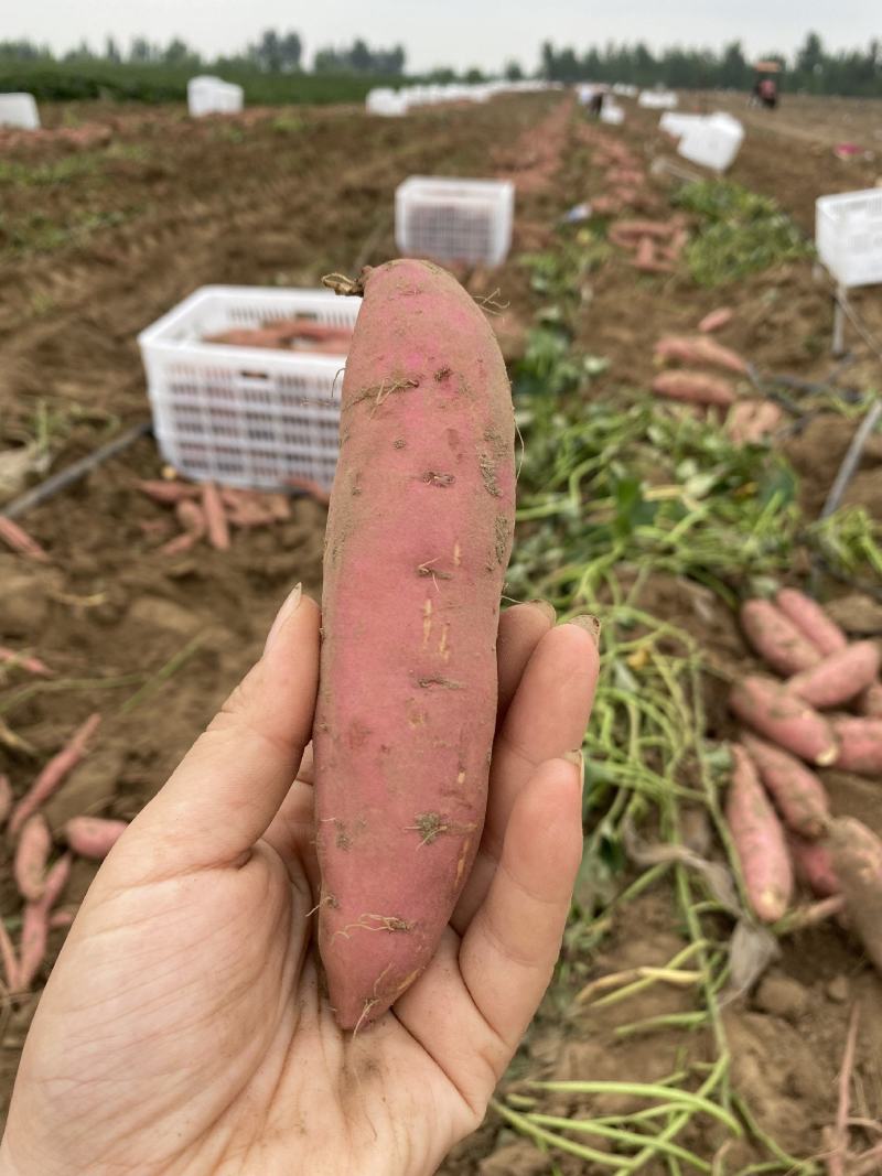 13两精品小蜜薯微商电商唐山产地红薯流油山东沙地烤地瓜